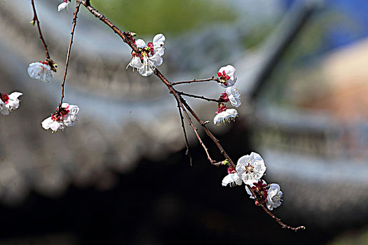 梅花