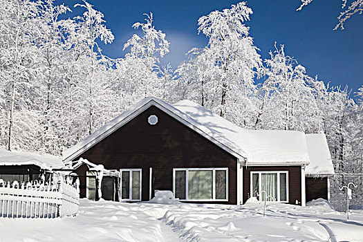 房子,树,积雪,冬天,魁北克,加拿大