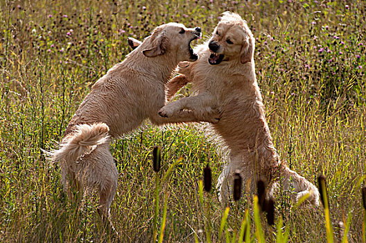 两个,金毛猎犬,玩耍,争斗