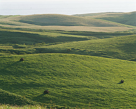 毛豆,山