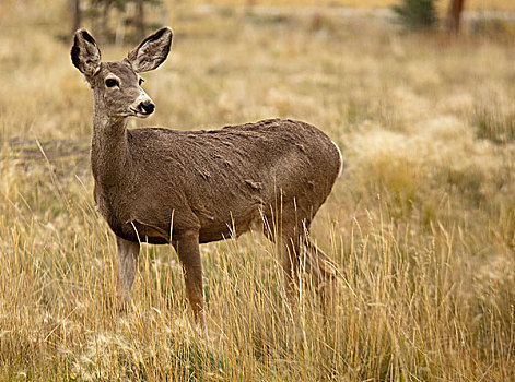放牧,母鹿,雌鹿,雌性,长耳鹿,骡鹿,育空地区,加拿大
