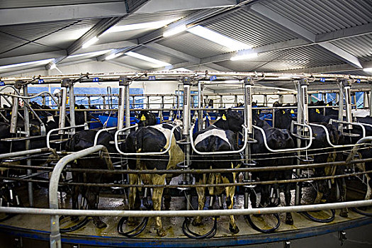 母牛,自动化,挤奶,机器