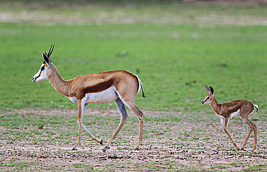跳羚,母羊,诞生,羊羔,下雨,季节,绿色,环境,卡拉哈里沙漠,卡拉哈迪大羚羊国家公园,南非,非洲