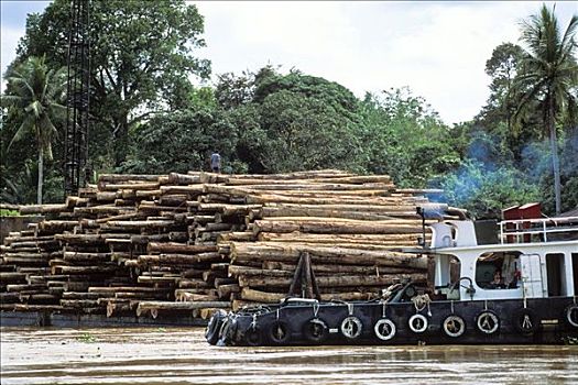 驳船,装载,原木,运输,破坏,雨林,森林采伐,婆罗洲,东南亚