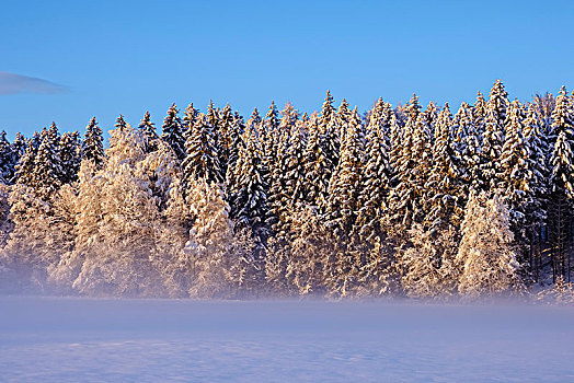 雪,树林,边缘,早晨,亮光,上巴伐利亚,巴伐利亚,德国,欧洲