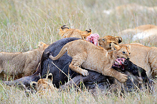 狮子,家族,杀,进食,角马,畜体,马赛马拉国家保护区,肯尼亚,非洲