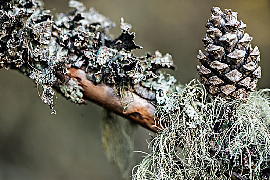 苔藓,枝头