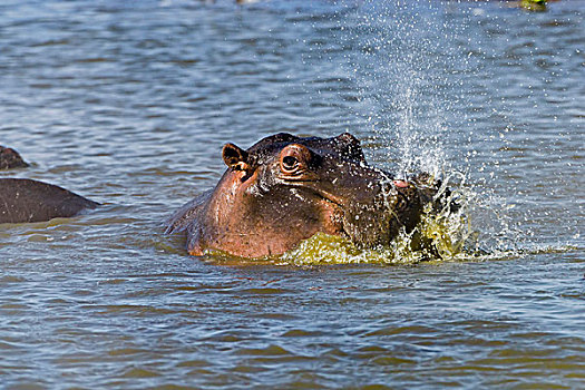 河马,两栖,吹灭,水,出现,表面,马赛马拉国家保护区,肯尼亚,非洲