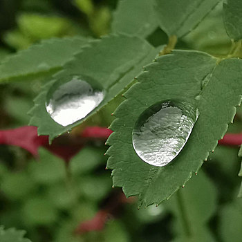 树叶花草露珠