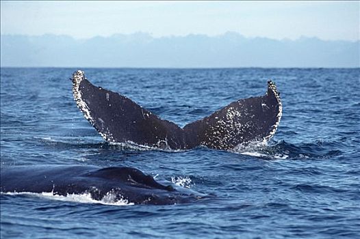 驼背鲸,大翅鲸属,鲸鱼,尾部