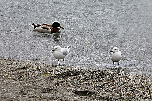 瓦纳卡湖畔的海鸥与野鸭