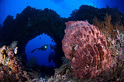 潜水,看,巨大,海绵,巴布亚新几内亚