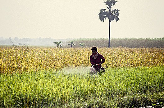 杀虫剂,耕作,孟加拉,毒性,表面,水,一个,男人,稻田