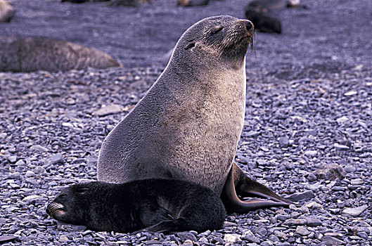 南极,南乔治亚,南极软毛海豹,毛海狮,幼仔