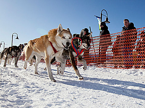 狗,雪撬,阿拉斯加,爱斯基摩犬,狗队,开端,道路,跑步者,比赛,怀特霍斯,育空地区,加拿大