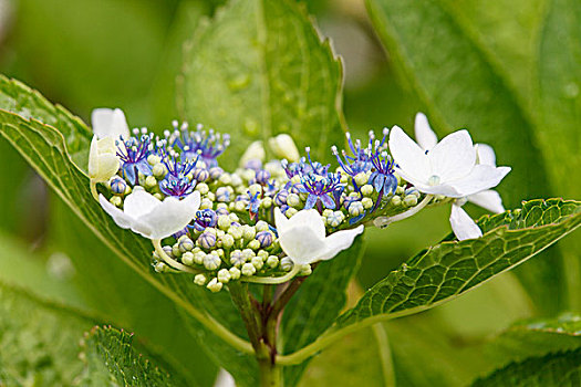 八仙花属,头状花序