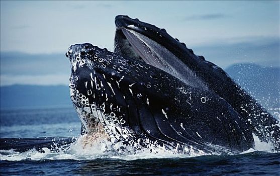 驼背鲸,大翅鲸属,鲸鱼,进食,阿拉斯加