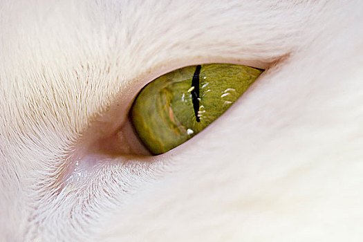 眼,猫