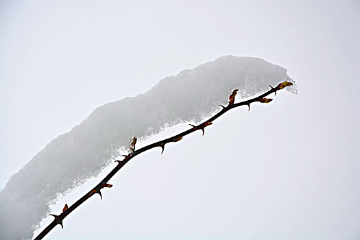 犬蔷薇,雪