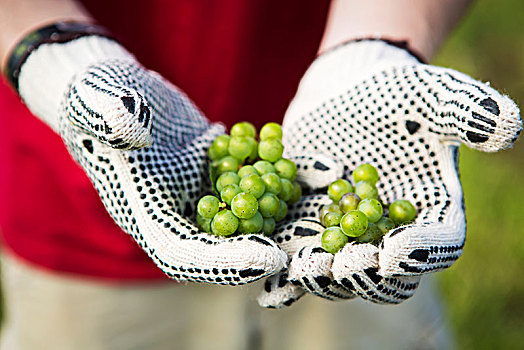 手套,拿着,绿色,酿酒葡萄,马里兰,美国