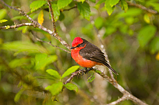 厄瓜多尔,圣克鲁斯岛,加拉帕戈斯群岛,国家公园,弗米利恩,捕蝇鸟