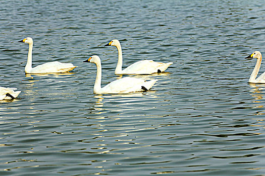 五只白色天鹅在湖中游泳