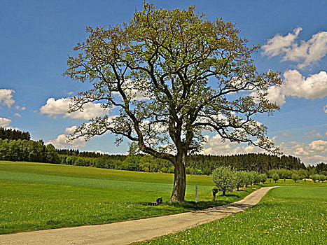 德国,巴伐利亚,树,橡树,草地,自行车道,小路,春天