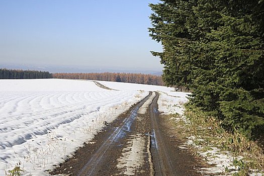 道路,遮盖,雪