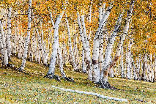秋天金黄色的白桦林,内蒙古赤峰市克什克腾旗乌兰布统草原