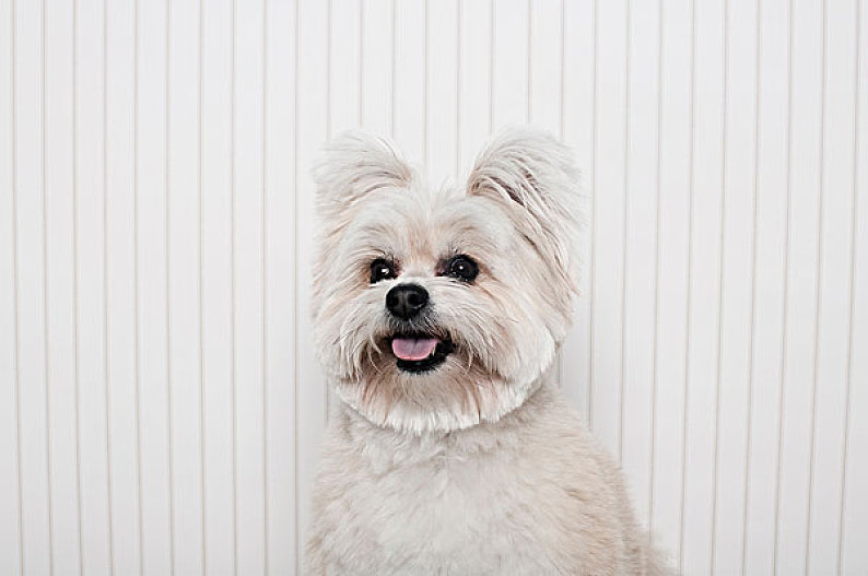 约克郡犬图片 约克郡犬图片大全 约克郡犬背景图片 天空素材站