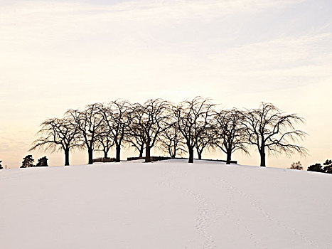 秃树,山,冬天
