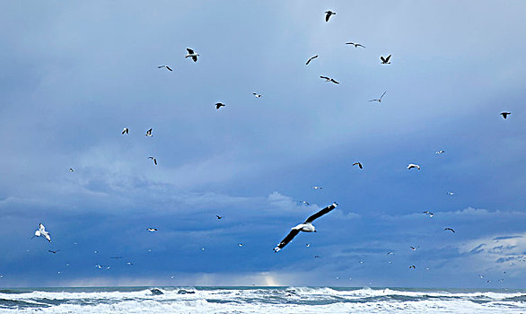 海鸥,翱翔,上方,风暴,天空,西海岸,海浪,海滩,南岛,新西兰