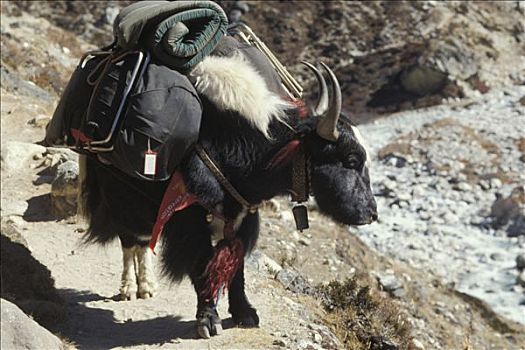 跋涉,尼泊尔,昆布,牦牛,探险