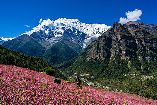 农舍,粉色,荞麦,地点,开花,山谷,山,安纳普尔纳峰,远景,地区,尼泊尔,亚洲