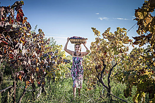 女人,平衡性,篮子,葡萄,顶着,葡萄园,萨丁尼亚,意大利