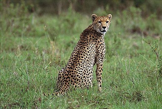 坐,印度豹,猎豹,猫科动物,哺乳动物,马赛马拉,肯尼亚,非洲,动物