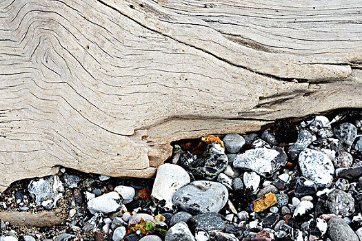 浮木,石头,碎片,海滩,特写,国家公园,岛屿,吕根,波罗的海,德国