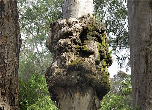 树,癌症,疾病,国家公园,靠近,西澳大利亚