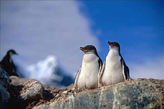 一对,巴布亚企鹅,幼禽,坐,石头,南极,夏天