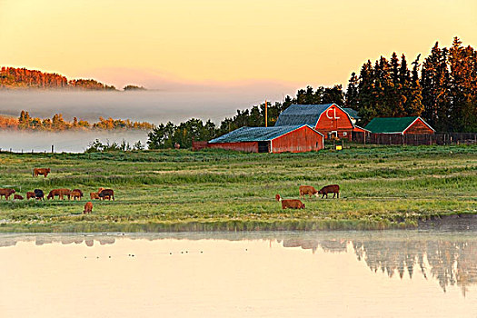 雾,举起,上方,牧场,早晨,亮光,艾伯塔省,加拿大,水塘,牛,农业,谷仓