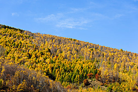 秋天山坡树林