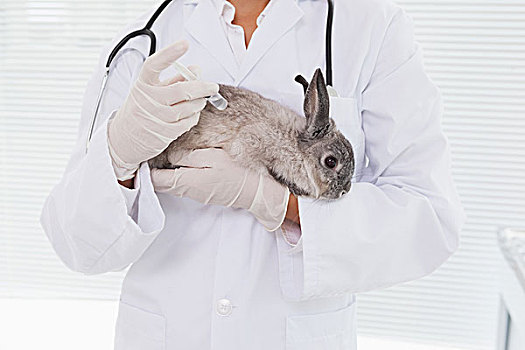 兽医,拿着,小,兔子