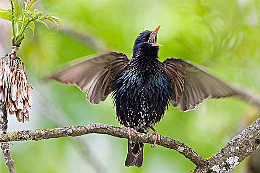 常见八哥,紫翅椋鸟,唱,巴伐利亚,德国