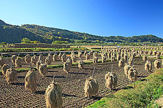 悬挂,捆,稻米,山村