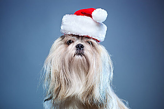 西施犬,狗,圣诞帽,蓝色背景,背景