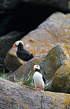 有角,角嘴海雀,岩石上,岛屿,阿拉斯加,美国
