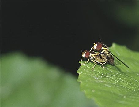 食蚜蝇