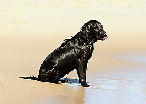 狗,坐,海滩