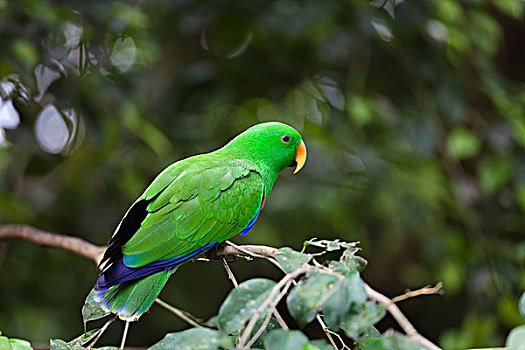 鹦鹉,约克角,半岛,北方,昆士兰,澳大利亚