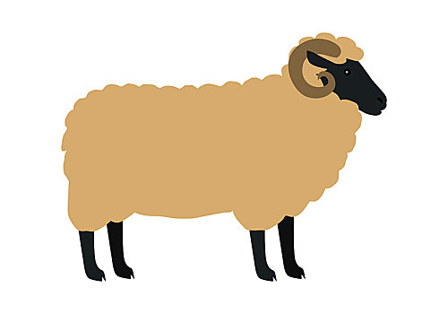 绵羊,犄角,风格,矢量,家养动物,公羊,粗厚,毛织品,白色背景,背景,乡野,居民,概念,插画,农事,畜牧,肉,制作,设计